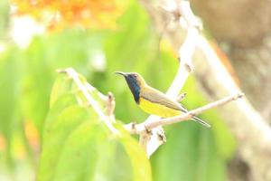 Sunbird respaldado por oliva en las copas de los árboles foto