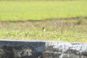 Paddy field pipit bird in the grass photo