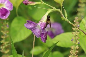 Tropical bee feeding on or pollinating a flower photo