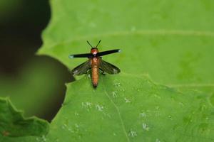 Lizard Beetle on a leaf photo