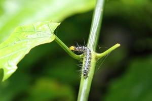 Caterpillar feeding on a leaf photo