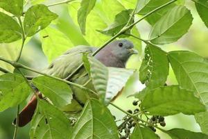 Pink Necked Green Pigeon amongst the bushes leaves photo