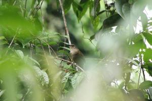 Olive winged Bulbul behind the canopy photo