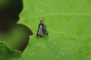 Lizard Beetle on a leaf photo