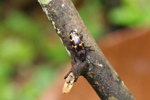 Pleasant Fungus Beetle on a wooden tree log photo