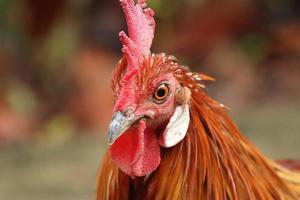 Red Jungle fowl Chicken looking into the camera photo