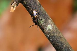 Pleasant Fungus Beetle on a wooden tree log photo