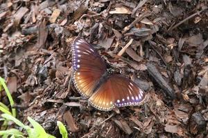 mariposa mosca de huevo malaya en un parque foto