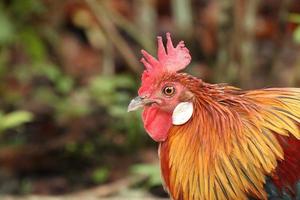 pollo rojo de las aves de la jungla mirando a la cámara foto