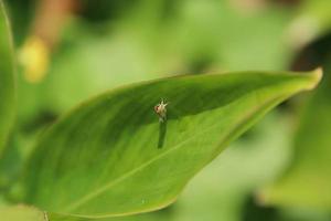 pequeño insecto en una hoja en un parque foto