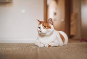 gato doméstico blanco y rojo en el suelo de la habitación en casa foto