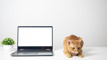 Cat with laptop white screen on the table copy space photo