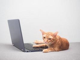 Cat orange color lay on laptop looking at camera feeling sleepy with white wall background photo