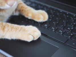 Closeup cat paw on keyboard of laptop photo