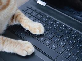 Cat paw on keyboard of laptop photo
