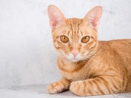 Closeup cat orange color lay relax and looking at camera space,Friendly cat human photo