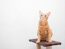 Cute cat orange color sit on cat condo look up left side copy space white background photo