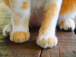 Pata de gato de primer plano sentada en un piso de madera foto