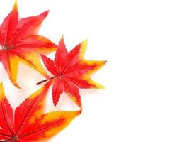 Closeu up colorful maple leaf top view copy space autumn concept photo