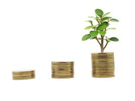 Three group gold coins growth up with small tree green leaf on white isolated business finance concept photo