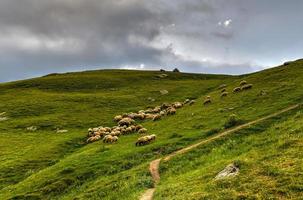 Sheep along the hills near the village of Gergeti in Georgia, under Mount Kazbegi. photo