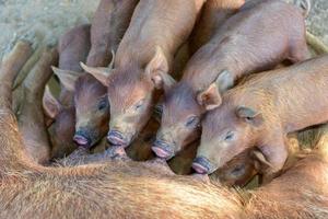 Little piglets suckling their mother in Vinales, Cuba. photo