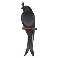 cawi bird vector, dark black color bird, notorious and gluttonous vector