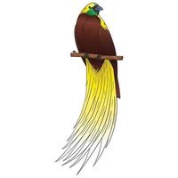 vector bird of paradise with beautiful feathers