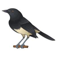 vector kacer bird, a bird with a black and white color combination, has a beautiful voice