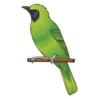 el vector del pájaro cucak verde, este pájaro es verde, el sonido también es bueno