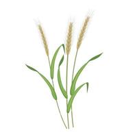 Spikelet of rye. Vector botanical illustration of cereal. Grain branch.