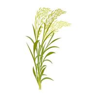 Rice stalk with leaves. Cereal plant on a white background. Vector illustration of the element of ears