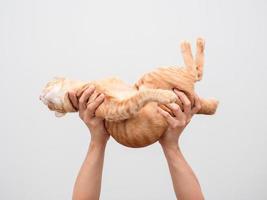 mano de hombre sosteniendo un gato encantador de color naranja foto