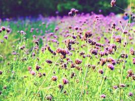 Closeup purple flowers garden and the green grass beautiful floral in the plant of natural vintage tone colorful photo