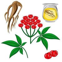 Root and leaves and berries and oil panax ginseng. Vector colorful flat illustration of medicinal plants. Biological additives are. Healthy lifestyle. For traditional medicine, gardening.