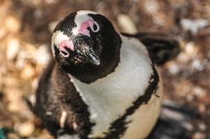 pingüino - playa de cantos rodados - sudáfrica foto