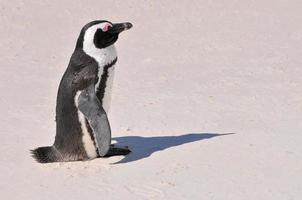 pingüino - playa de cantos rodados - sudáfrica foto