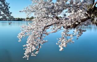 flores de cerezo - washington, corriente continua foto