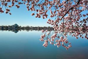 Jefferson Memorial - Washington D.C. photo