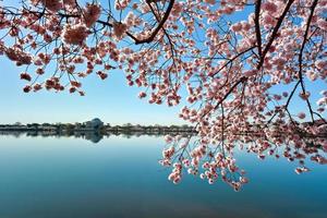 memorial de jefferson - washington dc foto