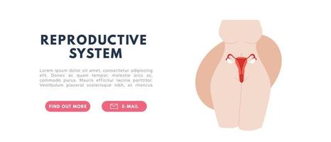 Female reproductive system. Organs location Uterus and ovaries. Flat vector illustration