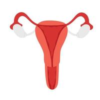 Female reproductive system. Organs location Uterus and ovaries. Flat vector illustration