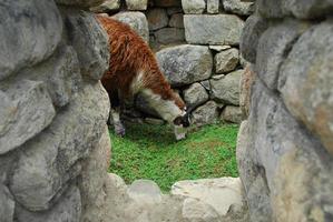 Llama in Machu Picchu, Peru photo