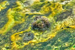 Geyser in Yellowstone National Park photo