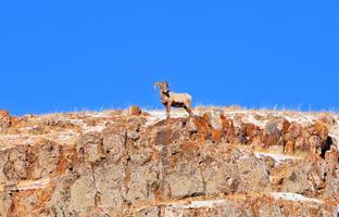 borrego cimarrón en el parque nacional de yellowstone foto