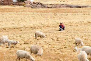 Shepherd managing her flock, Peru photo