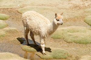 llama en un paisaje de montaña, Perú foto