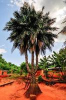 Palmera de tres troncos, Ghana foto