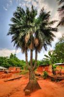 Palmera de tres troncos, Ghana foto