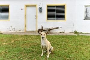 Dog sitting outdoors in front of a house in Casilda, Cuba. photo